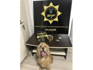 Dedektör köpek Baht’dan, tam isabet