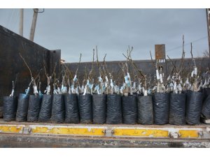 Yunusemre Belediyesinin üreticilere fidan desteği sürüyor