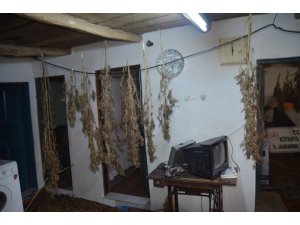 Cezaevindeki hükümlünün evinde kurutulmaya bırakılmış uyuşturucu bulundu
