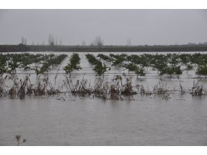 Adana'da tarım arazileri yağmur sularının altında kaldı
