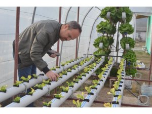 Kurduğu serada topraksız tarımla marul yetiştiriyor