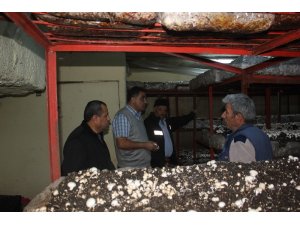 Isparta’da 53 bin metrekare alanda 5 bin ton mantar üretimi