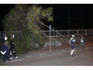 Samsun’da okul girişinde ağaç devrildi
