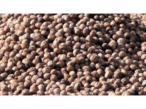 Oğuzlar cevizi coğrafi işaret tescili aldı