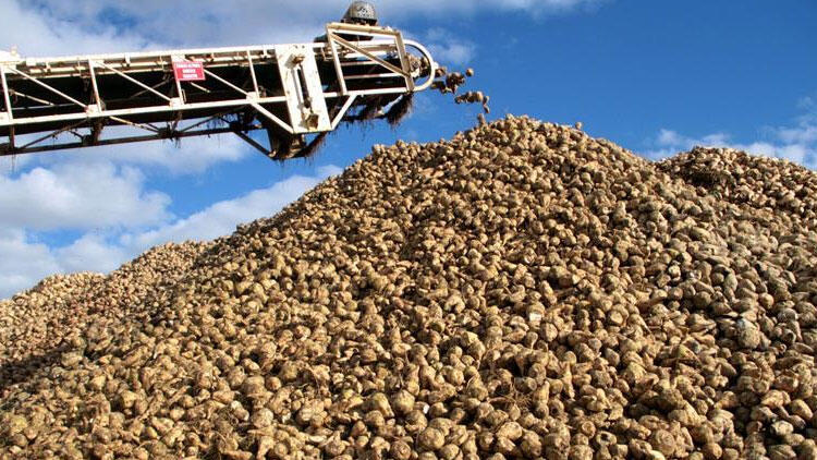 Şeker kotaları belirlendi