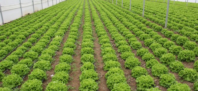 Beypazarı'nda Genç Çiftçi Projesi başarısı