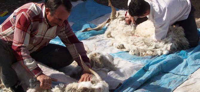 Beypazarı'ndan 35 ton tiftik alımı yapıldı