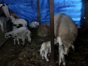 Ordu’da koyunlar kuzu makinesi gibi