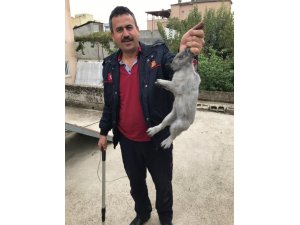 Bacanın içine düşen tavşan kurtarıldı