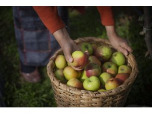 Piraziz elması zincir marketlerdeki yerini aldı