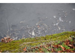 Kastamonu’da Gökırmak nehrinde ölü balıklar kıyıya vurdu