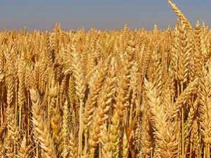 Konya Ticaret Borsası