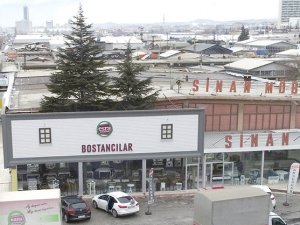 Mobilya mağazasının içerisindeki çam ağaçları ilgi çekiyor