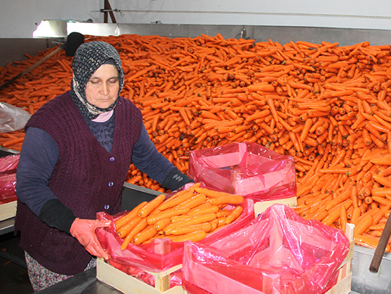 Beypazarı'nda kışlık havuç hasadı sürüyor