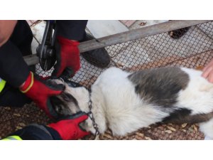 İtfaiye ekipleri kafasına zincir dolanan köpek için seferber oldu