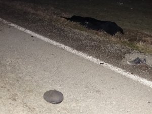 Otomobilin çarptığı yaya hayatını kaybetti
