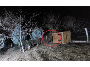 Koyunları çalındı sandı, görüntüleri izleyince şoke eden gerçek ortaya çıktı