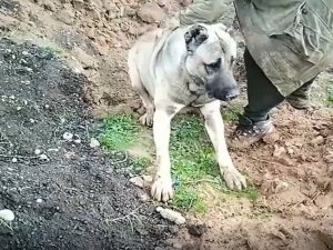 Hatay’da köpeğin zehirlenerek öldürülmesine soruşturma