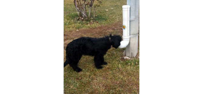 Nallıhan Belediyesi'nden sokak hayvanlarına yem