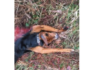 Aç kalan kurtlar, av köpeğini telef etti
