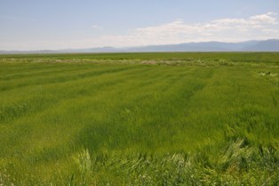 Seydişehir'de ekili alanlarda sarı pas hastalığı