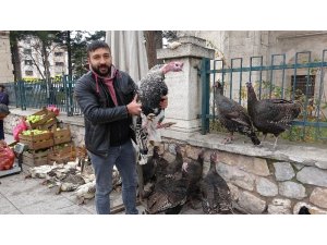 Horoz, hindiyi tahtından etti