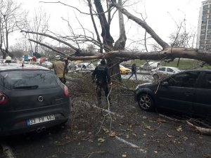 Şişli’de çınar ağacı 4 aracın üzerine böyle devrildi
