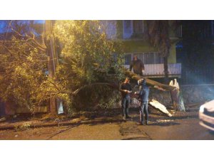 Gebze’de aşırı rüzgar ağaç devirdi