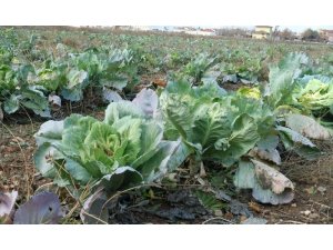 Satılamayan lahanalar tarlada kaldı