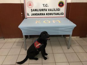 Bahçe duvarında uyuşturucu çıktı