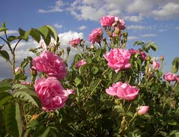 Ter kokusuna kesin çözüm