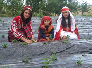 Beyşehir'de çilek üretimi yaygınlaşıyor