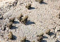 '24 saat içinde deprem olacak' iddiası!