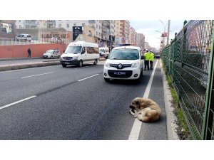 Refüjde mahsur kalan köpeğin yardımına polis koştu