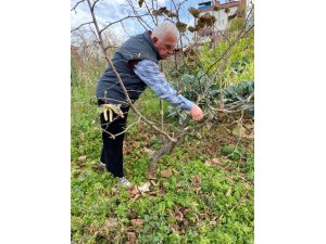 Türkiye’de tek aşırı gövdeli fındık bahçesinde budama yapıldı