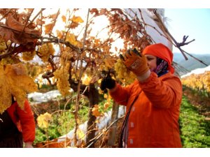 Manisa’da Ocak ayında üzüm hasadı
