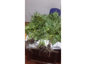Erdemli’de polis saksılara dikilmiş Hint keneviri ele geçirdi