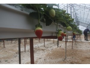 Hindistan cevizi lifine ekilen çilekte ilk hasat