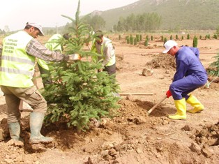 Seydişehir'de ağaçlandırma çalışmaları
