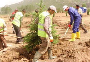 Zincirlikuyu ağaçlandırılıyor