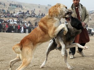 Konya'da köpek dövüştürüp bahis oynayan 28 kişiye para cezası uygulandı