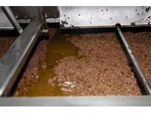 Zeytinyağı kalitesi için 24 saat çalışıyorlar