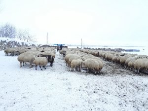 Ulaş'ta koyun yetiştiricilerinin zorlu kış mesaisi
