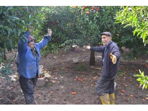 Narenciyenin başkentinde güle oynaya hasat