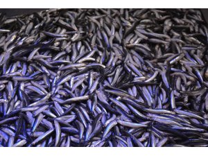 Hamsi Gürcistan’dan geldi, fiyatı 10 TL’ye düştü