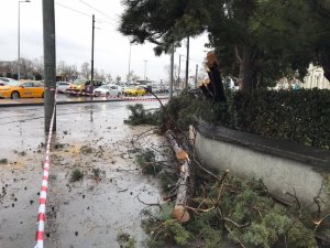 Kadıköy’de enerji teline ağaç devrilmesiyle nostaljik tramvay seferleri bir süre durdu