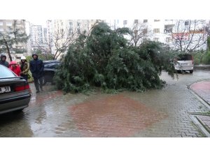 Kartal’da devrilen ağaç iki aracın üzerine düştü