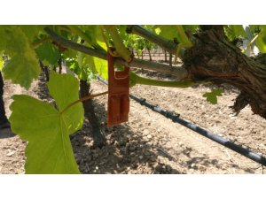 Manisalı bağcılara 9 milyon TL destek