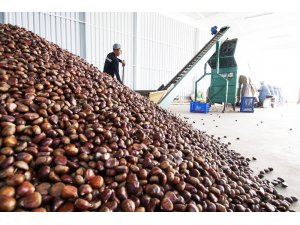 Yaş meyve sebze ihracatçılarının 2020 hedefi 1 milyar dolar ihracat