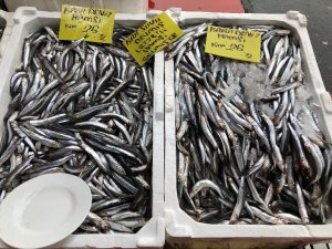 Balık satışlarına fırtına engeli